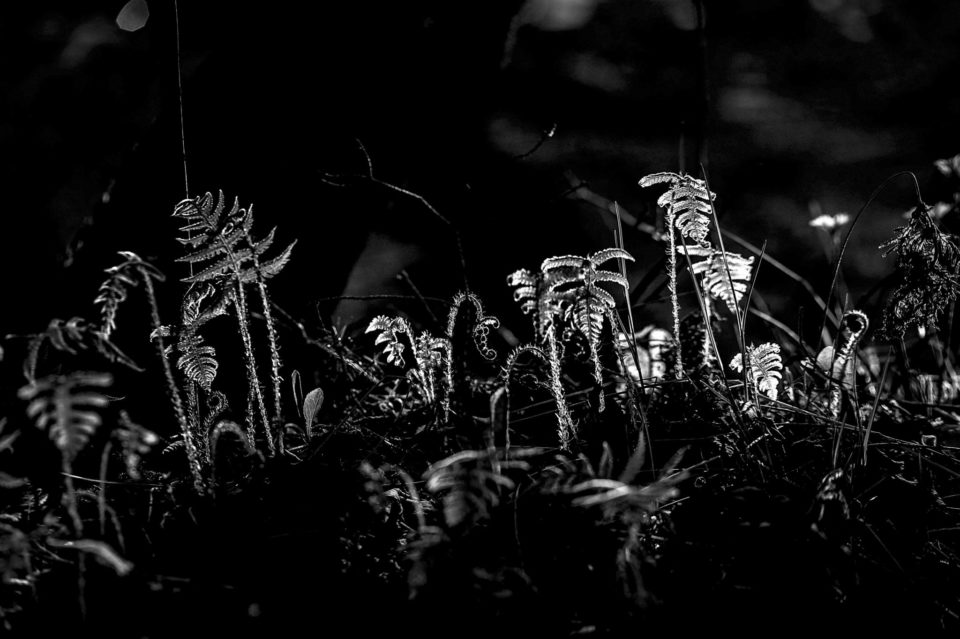 Alussa oli – Jurassic morning