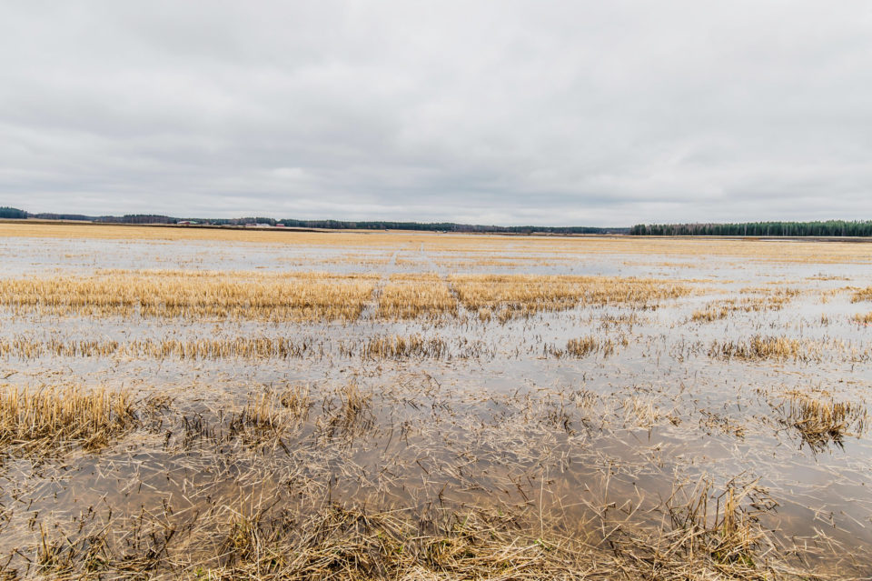 Jäljet – Tracks on the Field