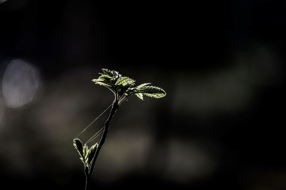 Niin herkkää, kunnes … – So sensitive before …