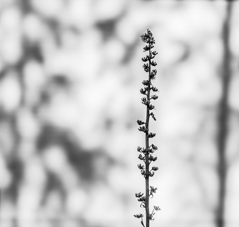 Spring on the Wall #2