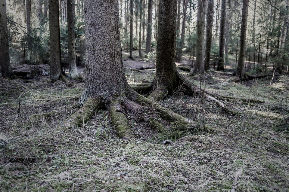 Walking in the Forest