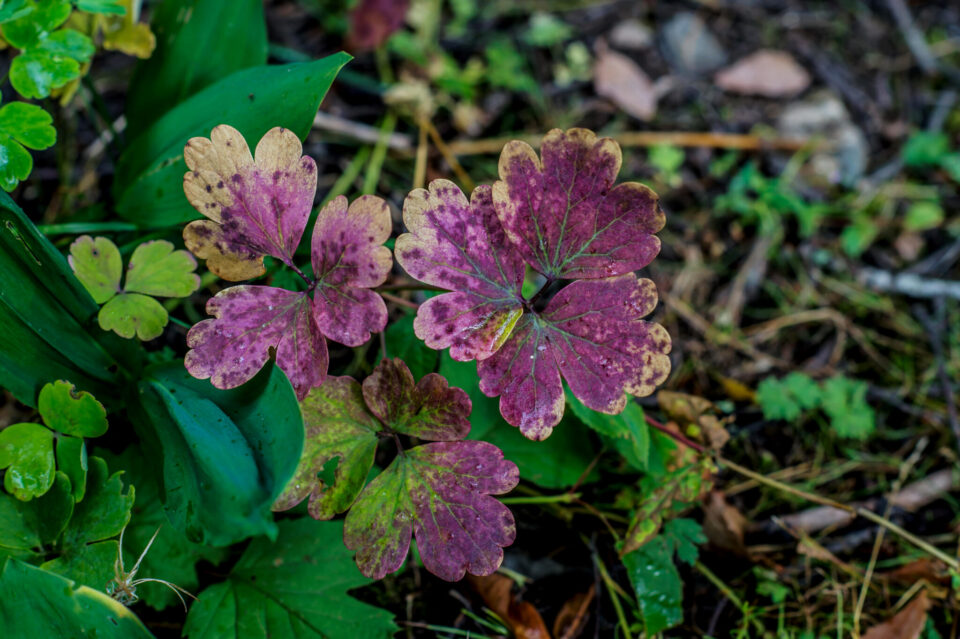 Columbine – Akileija