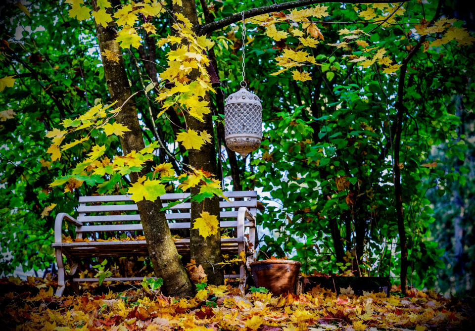 Autumn Leaves #1 – Colours and Feelings at One Bright day of September