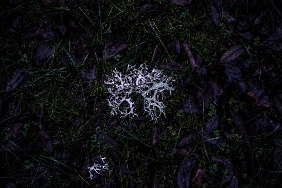 Emerging