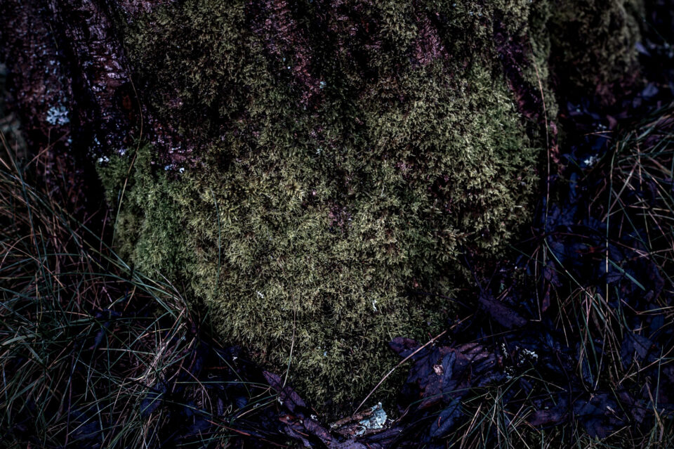Heart from Nature