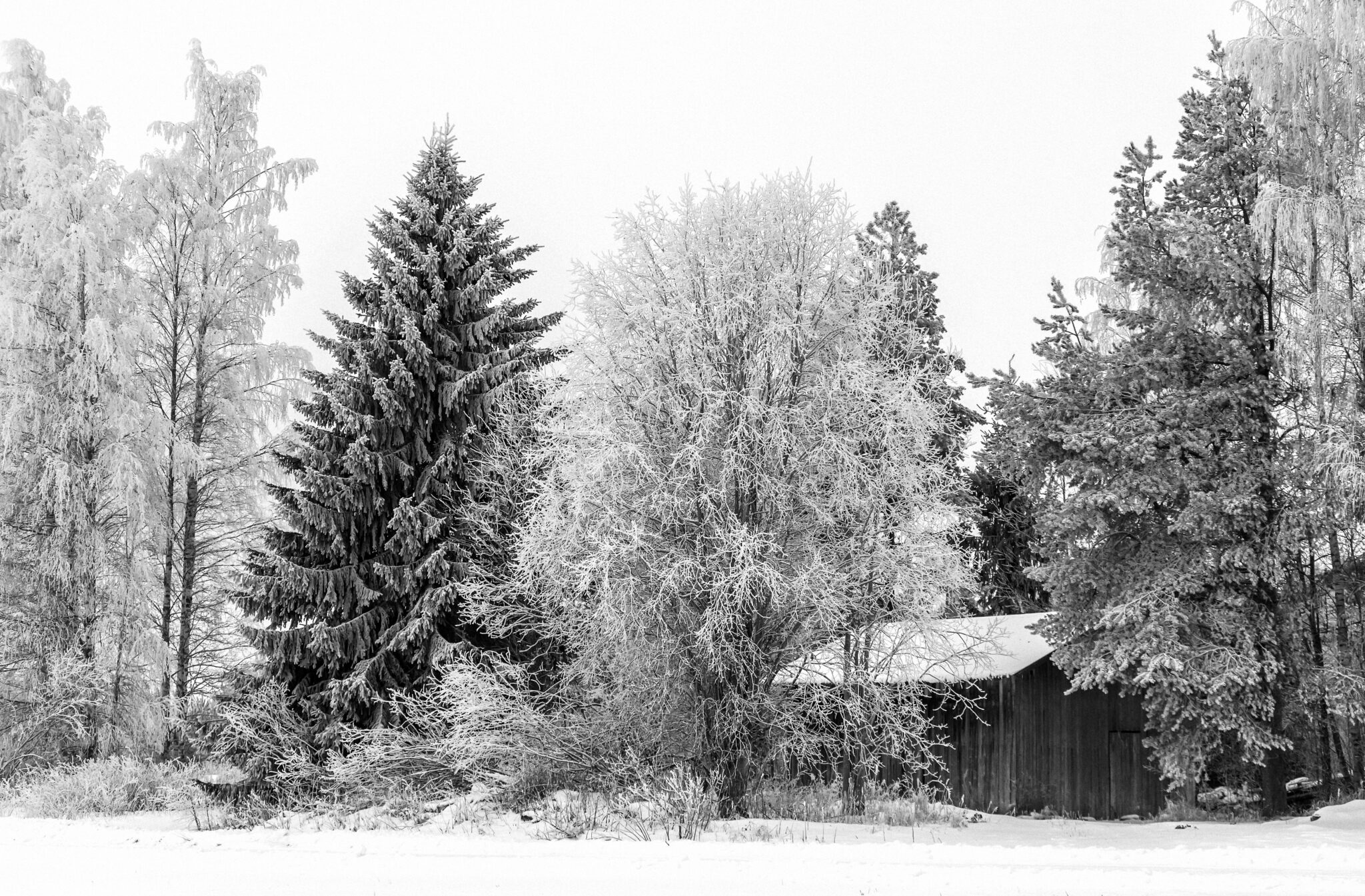 Some Trees and One Barn – Winter Wonderland